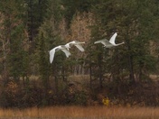 Good Things Come in Three