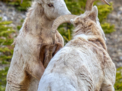 Juvenile Rams battle -1 