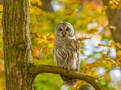 Barred owl 🦉