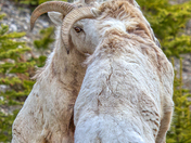 Juvenile Rams battle -2