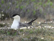 Nesting Parasitic Jaeger