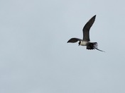 Parasitic Jaeger in flight