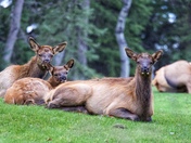 Elk Calves