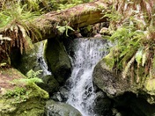 Redwood National Forest