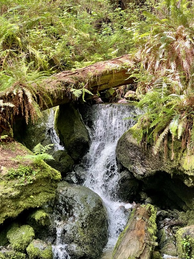 Redwood National Forest