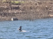 Tonto National Forest - Roosevelt Lake