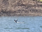Tonto National Forest - Roosevelt Lake