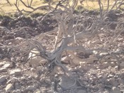 Tonto National Forest - Roosevelt Lake
