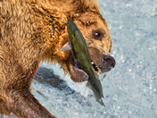 Katmai National Park and Preserve