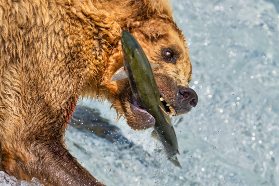 Katmai National Park and Preserve