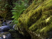 Willamette National Forest