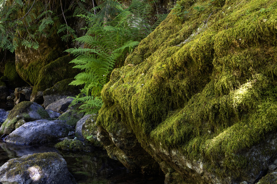 Willamette National Forest