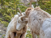 Juvenile Rams battle -3