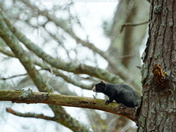 Pee Dee National wildlife refuge
