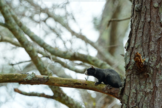 Pee Dee National wildlife refuge
