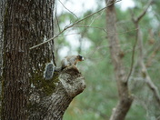 Pee Dee national wildlife refuge
