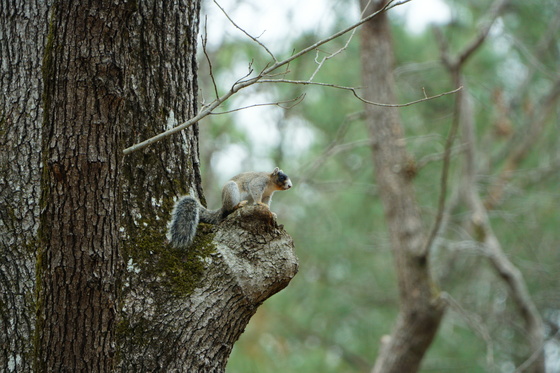 Pee Dee national wildlife refuge