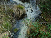 Carolina Sandhills National wildlife refuge