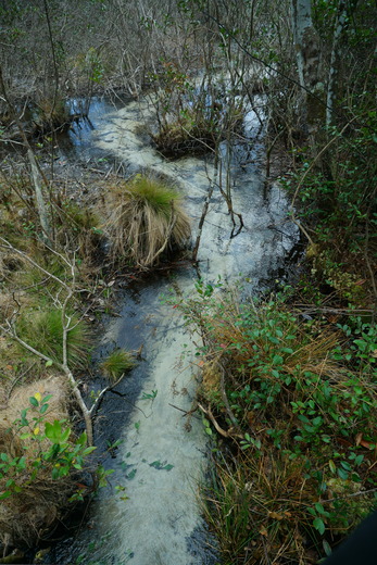 Carolina Sandhills National wildlife refuge