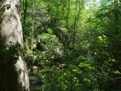 Uwharrie national forest