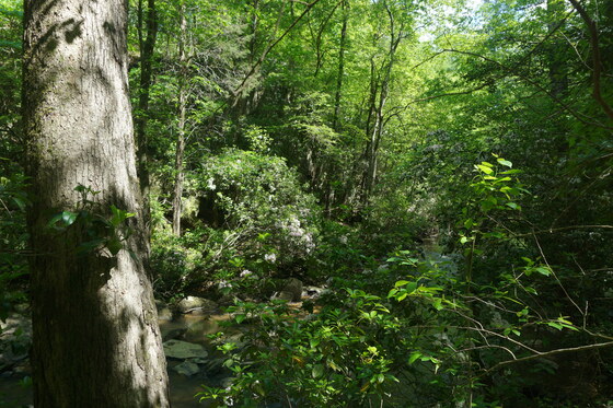 Uwharrie national forest
