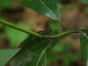 Carolina Sandhills National Wildlife Refuge