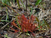 Patsy Pond Nature Trail