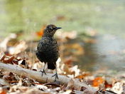 Pee Dee National Wildlife Refuge