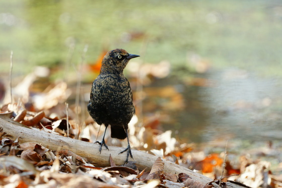 Pee Dee National Wildlife Refuge