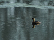 Pee Dee National Wildlife Refuge