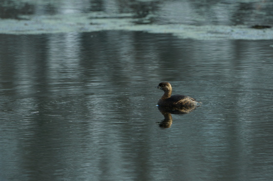 Pee Dee National Wildlife Refuge
