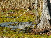 Santee National Wildlife Refuge
