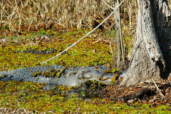 Santee National Wildlife Refuge