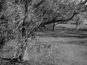 Santee Indian mound at fort watson
