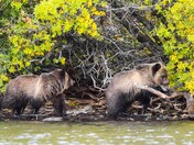 Grizzly Cubs Trekking