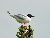 Sabine's Gull in breeding plumage