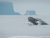 Humpback Buffet