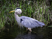 The Everglades National Park