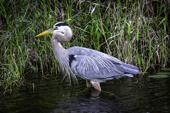 The Everglades National Park