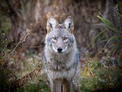 Coyote 