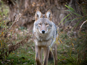 Coyote 