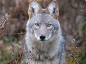Coyote 
