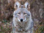 Coyote 