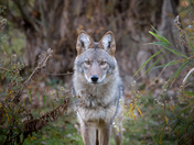Coyote 