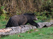 Grizzly Bear across a log