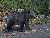 Grizzly Bear across a log