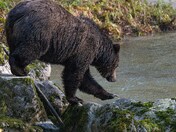 Grizzly Bear with claws out stretched