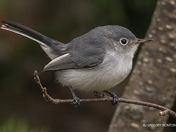 Wrong Turn at Albequerque.... Blue-gray Gnatcatcher Shows off in Newfoundland