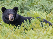 Cautious Black Bear