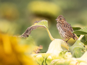 Song Sparrow